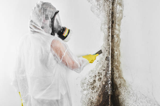 Professional Mold Remediation in Maysville, KY