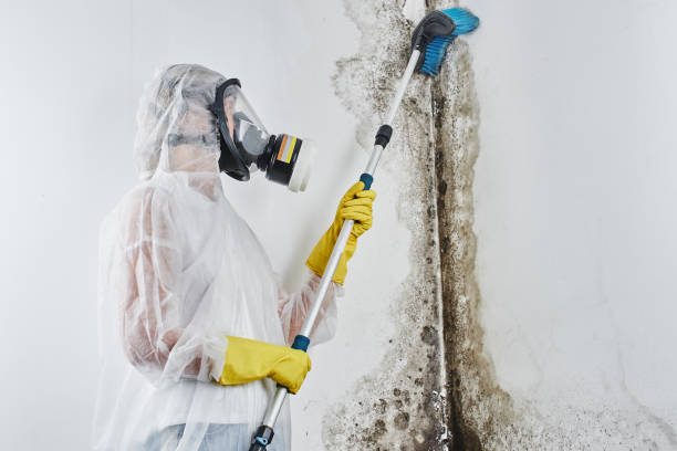 Best Attic Mold Remediation in Maysville, KY