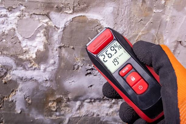 Best Emergency Mold Remediation in Maysville, KY